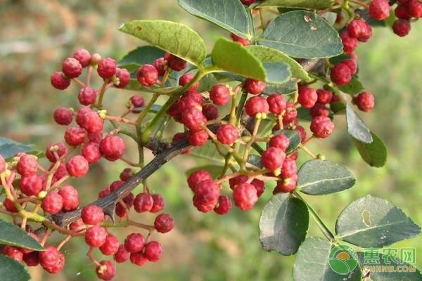 花椒种植条件及种植方法介绍-图片版权归惠农网所有