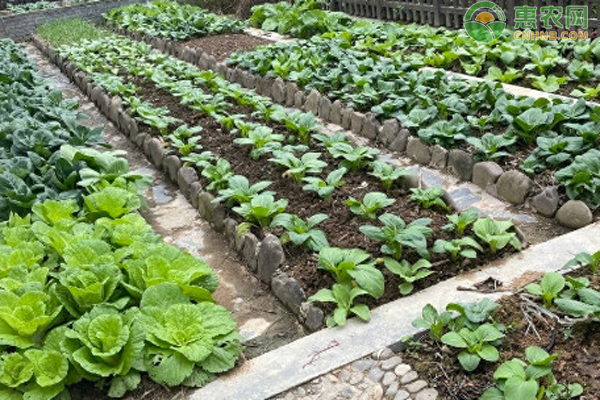 蔬菜種植技術(shù)-圖片版權(quán)歸惠農(nóng)網(wǎng)所有