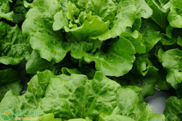 現(xiàn)在這個季節(jié)種植什么蔬菜好種？-圖片版權歸惠農(nóng)網(wǎng)所有