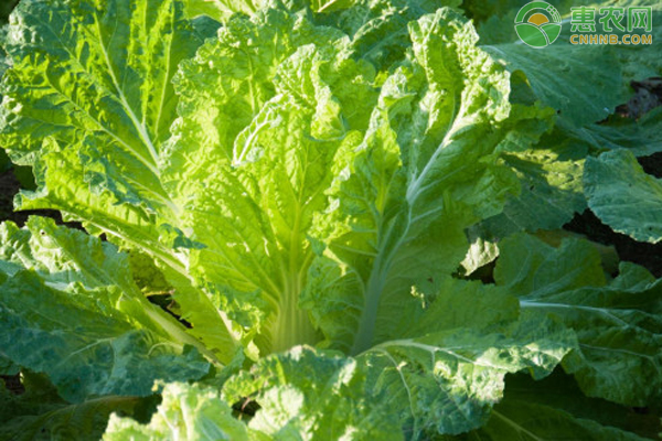 現(xiàn)在這個季節(jié)種植什么蔬菜好種？-圖片版權歸惠農(nóng)網(wǎng)所有