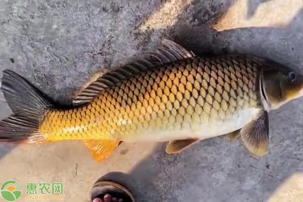 鯉魚的養(yǎng)殖方法-圖片版權(quán)歸惠農(nóng)網(wǎng)所有