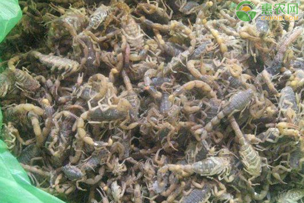 蝎子的飼養(yǎng)方法-圖片版權(quán)歸惠農(nóng)網(wǎng)所有