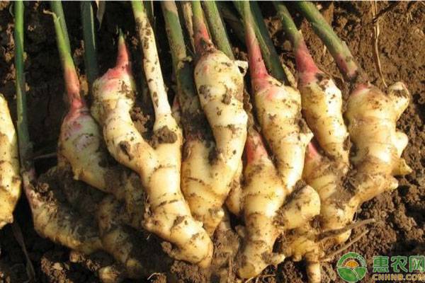 生姜的種植方法及栽培技術-圖片版權歸惠農(nóng)網(wǎng)所有