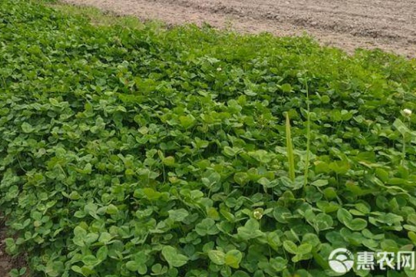 白三叶种植时间和种植方法-图片版权归惠农网所有