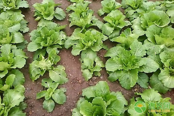 小青菜种植时间和方法详细介绍-图片版权归惠农网所有