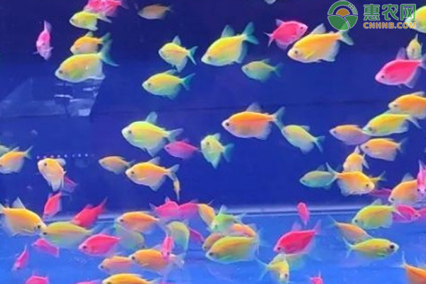 天使魚養(yǎng)殖方法和注意事項-圖片版權歸惠農(nóng)網(wǎng)所有