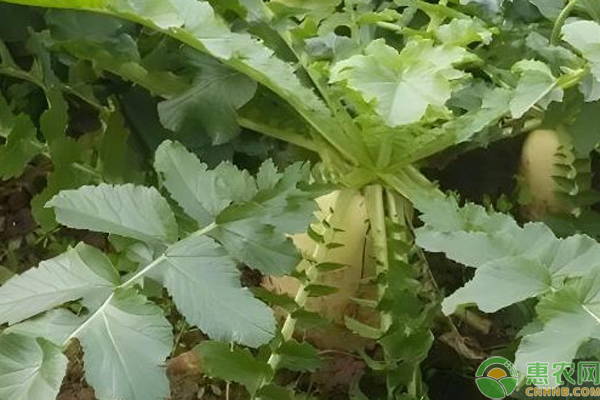 現(xiàn)季節(jié)種植什么蔬菜？-圖片版權(quán)歸惠農(nóng)網(wǎng)所有