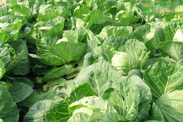 白菜怎么種植方法？-圖片版權(quán)歸惠農(nóng)網(wǎng)所有