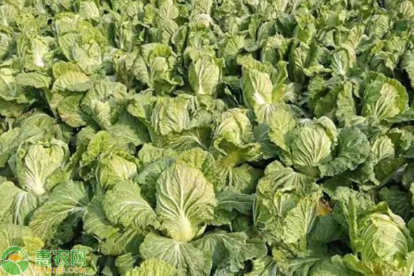 白菜怎么種植方法？-圖片版權(quán)歸惠農(nóng)網(wǎng)所有