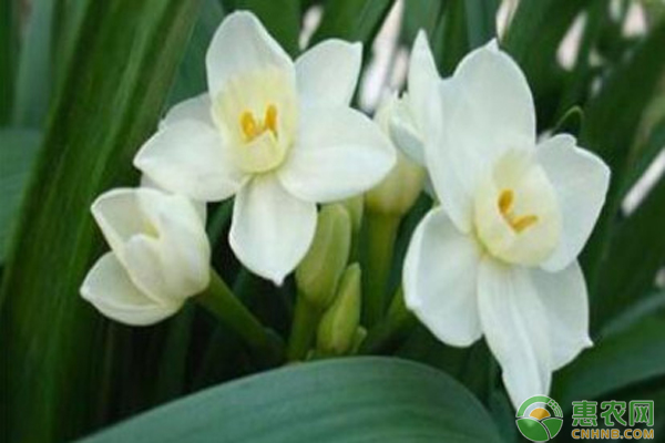 水仙花的養(yǎng)殖方法水培-圖片版權(quán)歸惠農(nóng)網(wǎng)所有