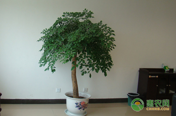 幸福樹(shù)的養(yǎng)殖方法-圖片版權(quán)歸惠農(nóng)網(wǎng)所有