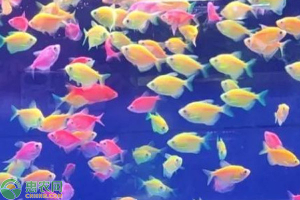 天使魚養(yǎng)殖方法和注意事項-圖片版權歸惠農(nóng)網(wǎng)所有