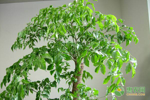 幸福樹(shù)的養(yǎng)殖方法-圖片版權(quán)歸惠農(nóng)網(wǎng)所有