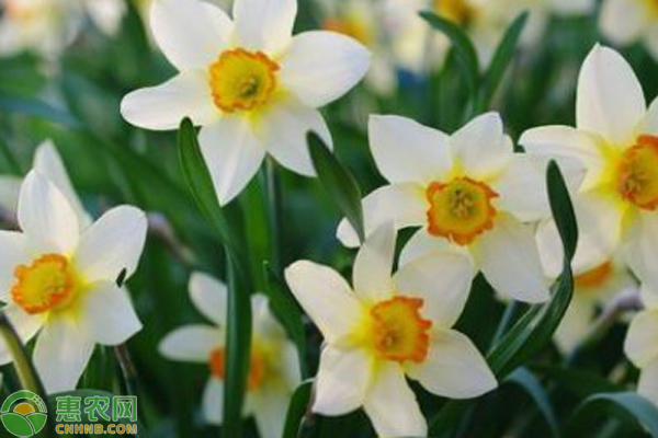 水仙花的養(yǎng)殖方法水培-圖片版權(quán)歸惠農(nóng)網(wǎng)所有