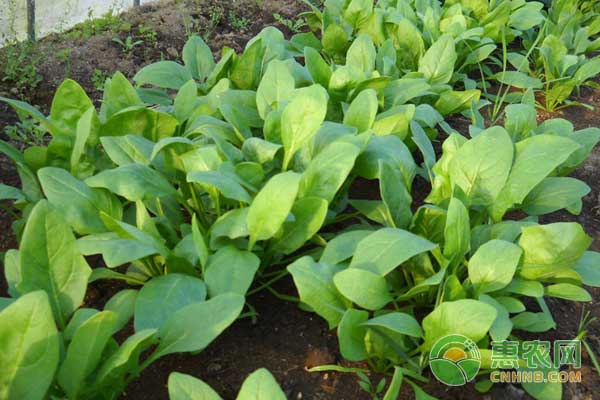 現(xiàn)季節(jié)種植什么蔬菜？-圖片版權(quán)歸惠農(nóng)網(wǎng)所有