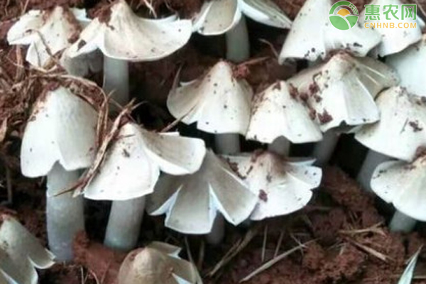 雞樅菌人工種植方法-圖片版權(quán)歸惠農(nóng)網(wǎng)所有