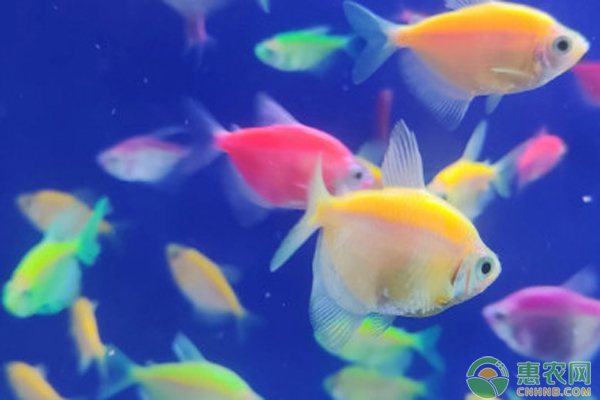 天使魚養(yǎng)殖方法和注意事項-圖片版權歸惠農(nóng)網(wǎng)所有