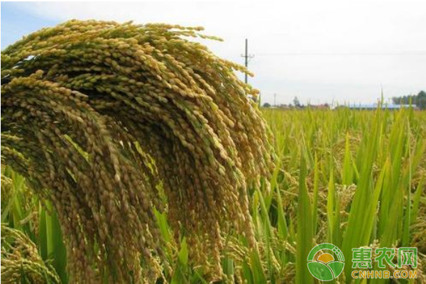 旱稻种植时间和方法-图片版权归惠农网所有