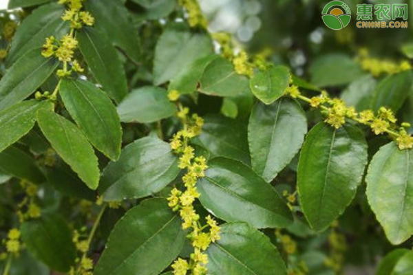 棗樹花期的管理技術(shù)-圖片版權(quán)歸惠農(nóng)網(wǎng)所有