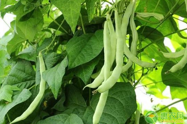 四季豆種植方法和時(shí)間-圖片版權(quán)歸惠農(nóng)網(wǎng)所有