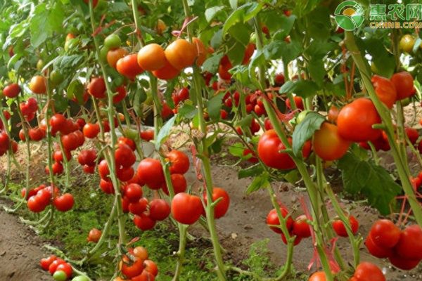 西紅柿什么時(shí)候播種？-圖片版權(quán)歸惠農(nóng)網(wǎng)所有