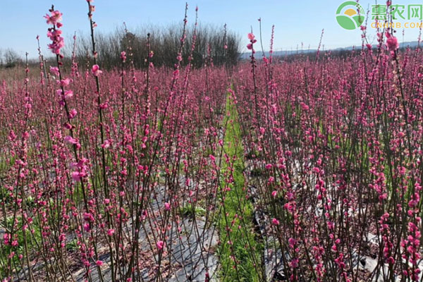 梅花怎么種植？-圖片版權歸惠農網所有