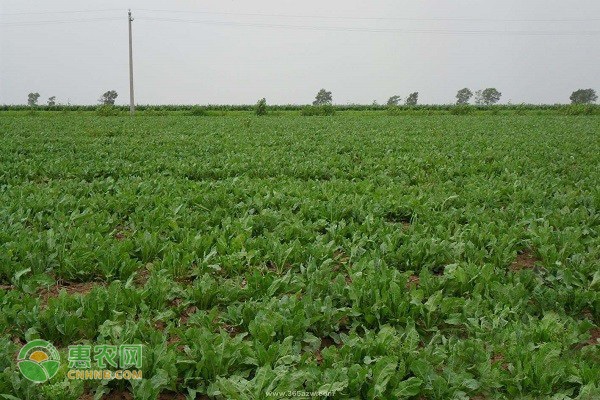 板藍(lán)根的種植栽培技術(shù)-圖片版權(quán)歸惠農(nóng)網(wǎng)所有