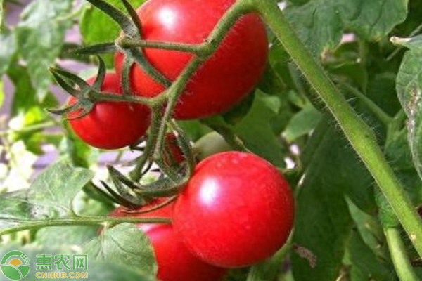 西紅柿什么時(shí)候播種？-圖片版權(quán)歸惠農(nóng)網(wǎng)所有