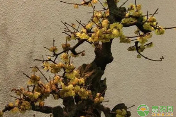 梅花種植方法和注意事項(xiàng)-圖片版權(quán)歸惠農(nóng)網(wǎng)所有
