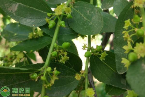 棗樹花期的管理技術(shù)-圖片版權(quán)歸惠農(nóng)網(wǎng)所有