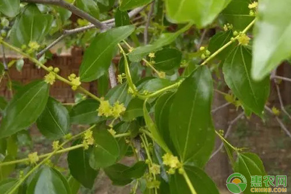 棗樹花期的管理技術(shù)-圖片版權(quán)歸惠農(nóng)網(wǎng)所有