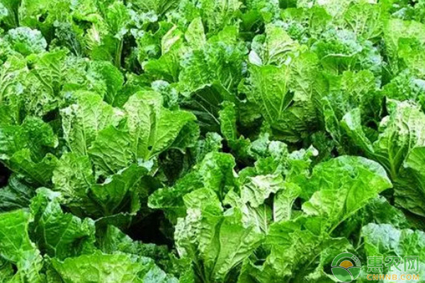 9月白菜種植管理要點(diǎn)-圖片版權(quán)歸惠農(nóng)網(wǎng)所有
