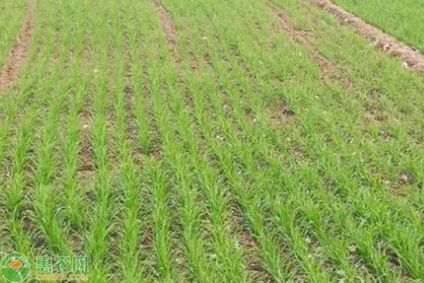 9月小麥種植管理要點-圖片版權(quán)歸惠農(nóng)網(wǎng)所有