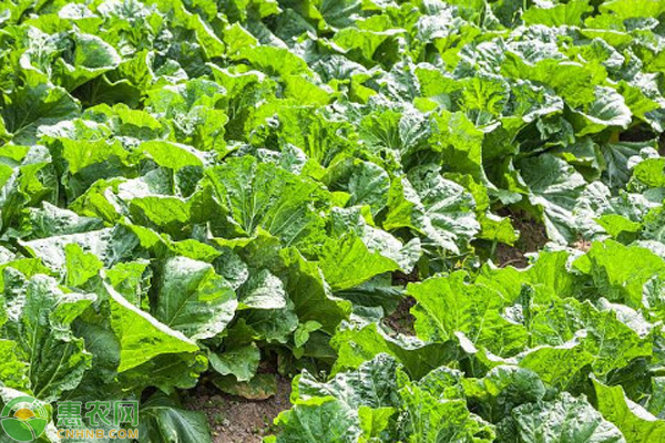 9月白菜種植管理要點(diǎn)-圖片版權(quán)歸惠農(nóng)網(wǎng)所有