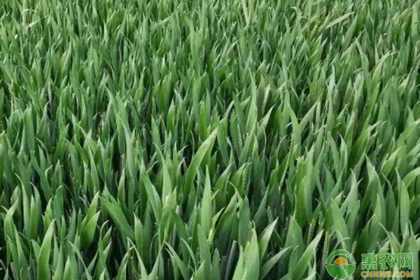 9月小麥種植管理要點-圖片版權(quán)歸惠農(nóng)網(wǎng)所有