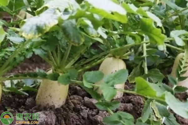 9月蘿卜種植管理方法-圖片版權歸惠農(nóng)網(wǎng)所有