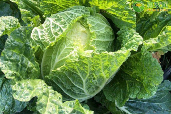 9月白菜種植管理要點(diǎn)-圖片版權(quán)歸惠農(nóng)網(wǎng)所有
