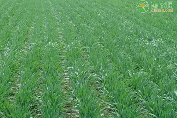9月小麥種植管理要點-圖片版權(quán)歸惠農(nóng)網(wǎng)所有