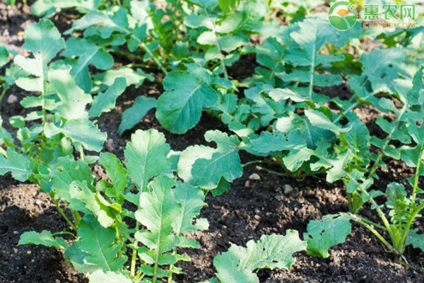 9月蘿卜種植管理方法-圖片版權歸惠農(nóng)網(wǎng)所有