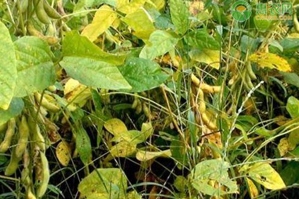大豆种植技术与管理-图片版权归惠农网所有