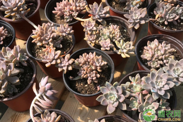 多肉植物怎么繁殖方法-圖片版權(quán)歸惠農(nóng)網(wǎng)所有