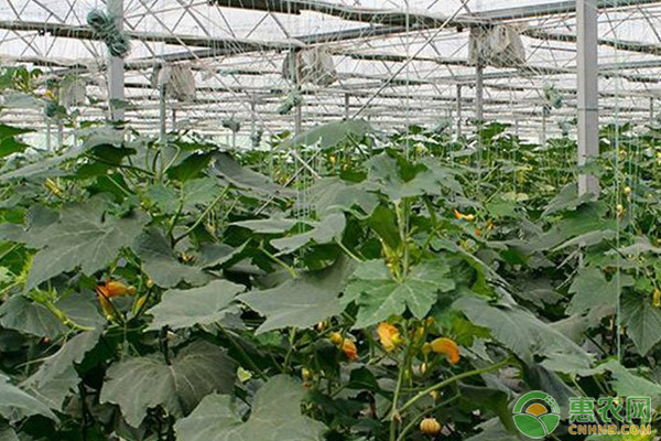 南瓜种植技术与管理方法-图片版权归惠农网所有