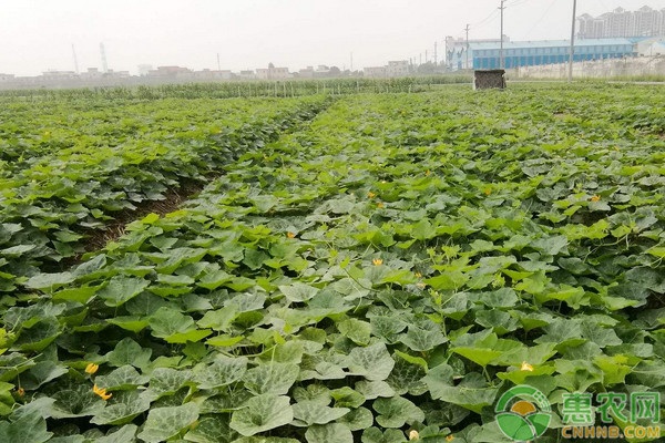 南瓜种植与管理高产技术-图片版权归惠农网所有