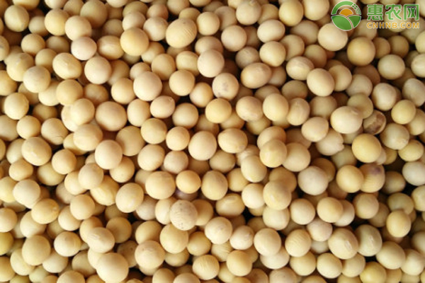 大豆种植技术与管理-图片版权归惠农网所有