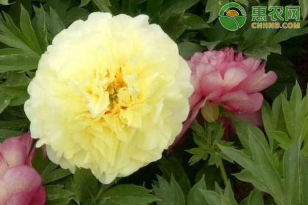 芍藥花的種植方法及養(yǎng)護-圖片版權(quán)歸惠農(nóng)網(wǎng)所有