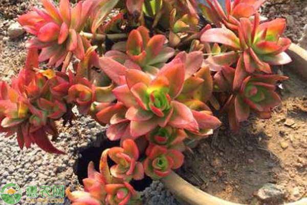 多肉植物怎么繁殖方法-圖片版權(quán)歸惠農(nóng)網(wǎng)所有