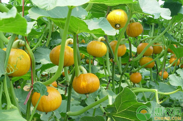 南瓜什么時候種植最好？-圖片版權歸惠農(nóng)網(wǎng)所有