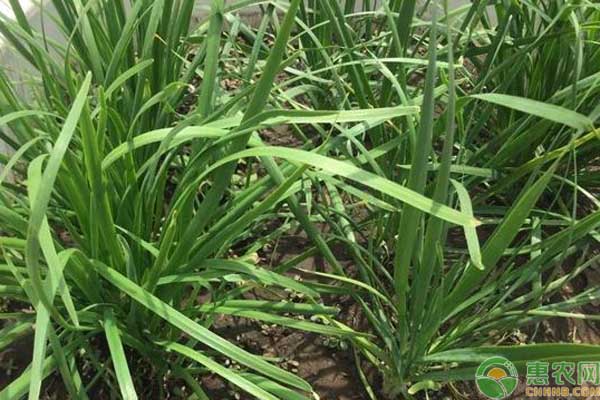 韭菜種植技術(shù)和時(shí)間-圖片版權(quán)歸惠農(nóng)網(wǎng)所有