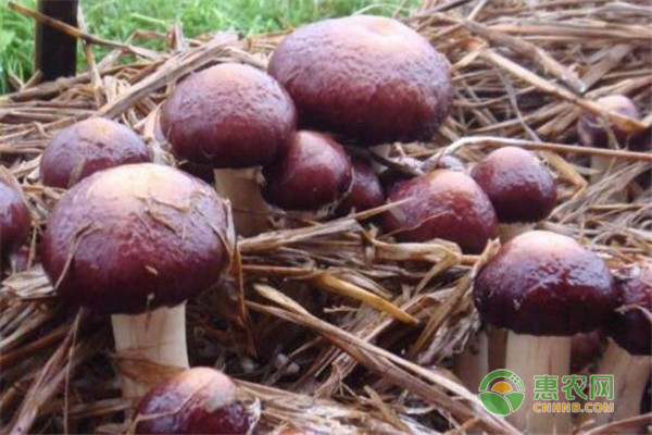 大球蓋菇最新種植技術(shù)-圖片版權(quán)歸惠農(nóng)網(wǎng)所有