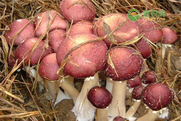 大球蓋菇最新種植技術(shù)-圖片版權(quán)歸惠農(nóng)網(wǎng)所有